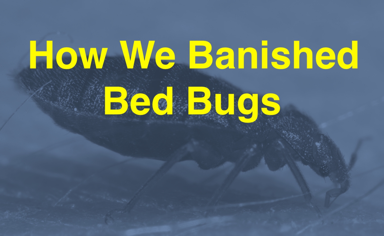 Bed Bugs In College Dorms How We Beat Them And How You Can Too